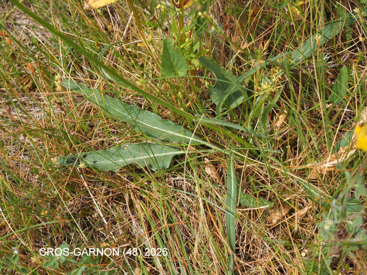 Rampion, Horned leaf